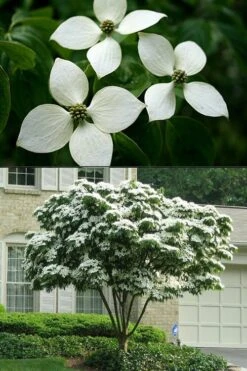 White Kousa Chinese Dogwood - Cornus Kousa - 2 Gallon Pot -Garden Plant Shop Dogwood Chinese White 2 500x750 3