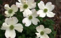 Cherokee Princess White Dogwood - 7 Gallon Pot (5-6') 9 Cherokee Princess White Dogwood - 7 Gallon Pot (5-6') -Garden Plant Shop Dogwood Chrokee Princess Flowers 2
