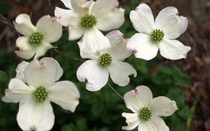 Cherokee Princess White Dogwood - 7 Gallon Pot (5-6') 5 Cherokee Princess White Dogwood - 7 Gallon Pot (5-6') - Image 5