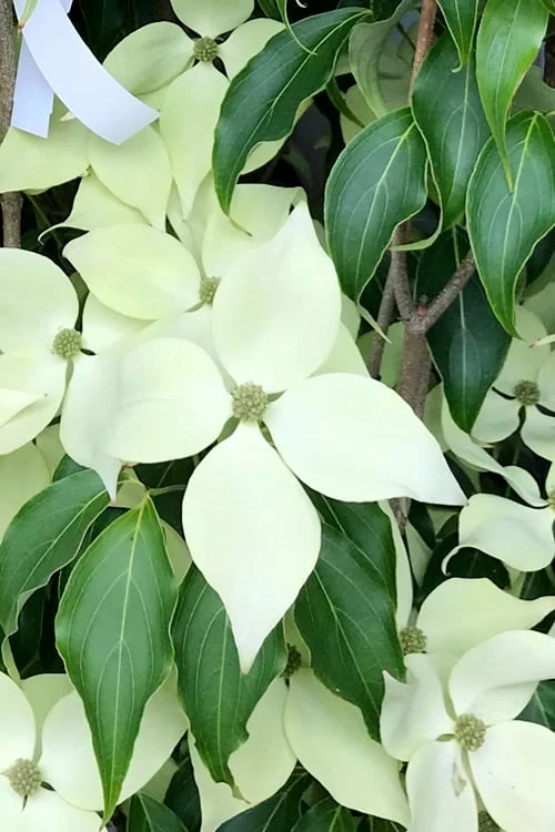 Greensleeves Dogwood (Cornus Kousa) - 1 Gallon Pot 7 Greensleeves Dogwood (Cornus Kousa) - 1 Gallon Pot - Image 7