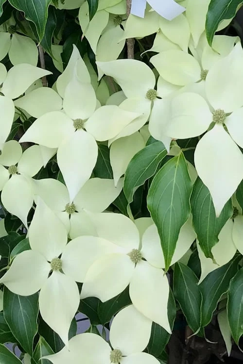 Greensleeves Dogwood (Cornus Kousa) - 1 Gallon Pot 1 Greensleeves Dogwood (Cornus Kousa) - 1 Gallon Pot