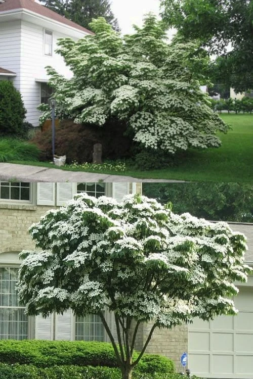 Greensleeves Dogwood (Cornus Kousa) - 1 Gallon Pot 4 Greensleeves Dogwood (Cornus Kousa) - 1 Gallon Pot - Image 4