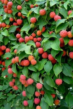 Greensleeves Dogwood - Cornus Kousa - 5 Gallon Pot 11 Greensleeves Dogwood - Cornus Kousa - 5 Gallon Pot -Garden Plant Shop Dogwood GreenSleeves Berries 10 1