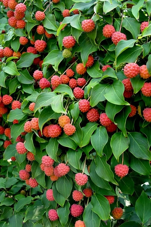 Greensleeves Dogwood (Cornus Kousa) - 1 Gallon Pot 5 Greensleeves Dogwood (Cornus Kousa) - 1 Gallon Pot - Image 5