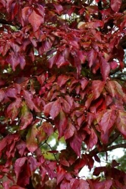 Greensleeves Dogwood (Cornus Kousa) - 1 Gallon Pot 12 Greensleeves Dogwood (Cornus Kousa) - 1 Gallon Pot -Garden Plant Shop Dogwood GreenSleeves Leaves 10