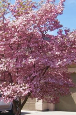 Pink Dogwood Tree - Cornus Florida - 3 Gallon Pot -Garden Plant Shop Dogwood Pink 13