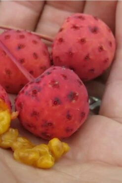 Scarlet Fire Dogwood - Cornus Kousa - 5 Gallon Pot -Garden Plant Shop Dogwood Scarlet Fire 10 1