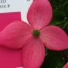 Scarlet Fire Dogwood - Cornus Kousa - 7 Gallon Pot (5-6')