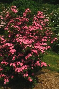 Scarlet Fire Dogwood - Cornus Kousa - 7 Gallon Pot (5-6') -Garden Plant Shop Dogwood Scarlet Fire 12