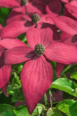 Scarlet Fire Dogwood - Cornus Kousa - 7 Gallon Pot (5-6') -Garden Plant Shop Dogwood Scarlet Fire 13