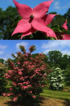 Scarlet Fire Dogwood (Cornus Kousa) - 1 Gallon Pot -Garden Plant Shop Dogwood Scarlet Fire 4 2