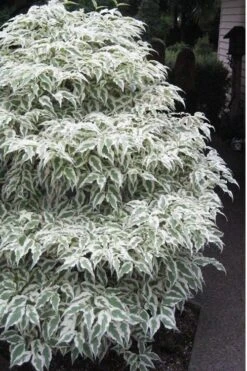 Summer Fun Variegated Dogwood - Cornus Kousa - 5 Gallon Pot (2-3') -Garden Plant Shop Dogwood Summer Fun 1