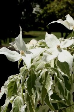 Summer Fun Variegated Dogwood - Cornus Kousa - 5 Gallon Pot (2-3') -Garden Plant Shop Dogwood Summer Fun 4