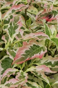 Summer Fun Variegated Dogwood - Cornus Kousa - 5 Gallon Pot (2-3') -Garden Plant Shop Dogwood Summer Fun 6