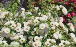 Popcorn Drift Groundcover Rose - 3 Gallon Pot -Garden Plant Shop Drift Rose Popcorn 21 2