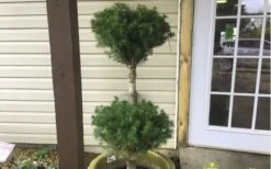 Poodle Tier Dwarf Alberta Spruce Topiary (2-Ball) - 2 Gallon Pot -Garden Plant Shop Dwarf Alberta Spruce Poodle Tier