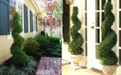 Spiral Dwarf Alberta Spruce Topiary - 7 Gallon Pot -Garden Plant Shop Dwarf Alberta Spruce Spiral