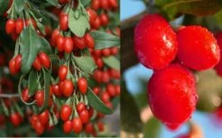 Goji Berry Plant - Lycium Barbarum - 1 Gallon Pot 7 Goji Berry Plant - Lycium Barbarum - 1 Gallon Pot -Garden Plant Shop Dynamite Goji Berry