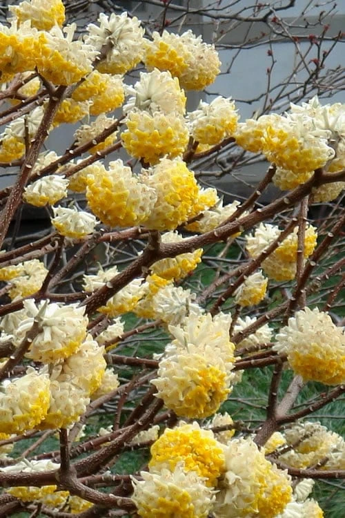 Edgeworthia Chrysantha - Paper Bush - 3 Gallon 5 Edgeworthia Chrysantha - Paper Bush - 3 Gallon - Image 5
