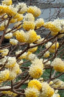 Winter Gold Edgeworthia Chrysantha (Paper Bush) - 1 Gallon Pot -Garden Plant Shop Edgeworthia 4 500x700 6