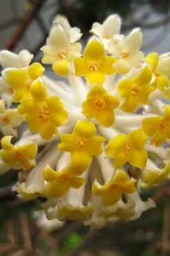 Edgeworthia Chrysantha - Paper Bush - 1 Gallon Pot -Garden Plant Shop Edgeworthia BS 1