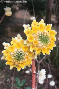 Edgeworthia Chrysantha - Paper Bush - 3 Gallon 25 Edgeworthia Chrysantha - Paper Bush - 3 Gallon -Garden Plant Shop Edgeworthia Chrysantha 202 1