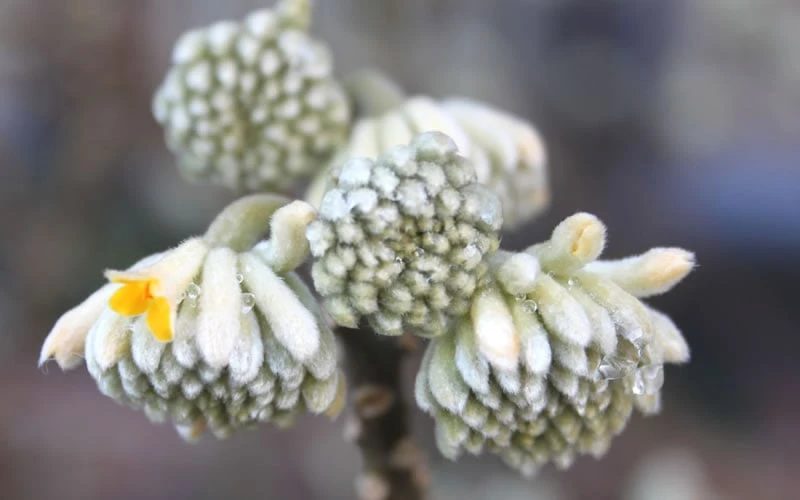 Edgeworthia Chrysantha - Paper Bush - 3 Gallon 9 Edgeworthia Chrysantha - Paper Bush - 3 Gallon - Image 9
