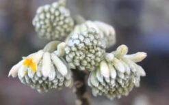 Winter Gold Edgeworthia Chrysantha - Paper Bush - 5 Gallon Pot -Garden Plant Shop Edgeworthia Flower Buds