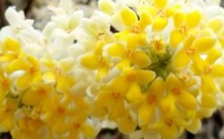 Winter Gold Edgeworthia Chrysantha - Paper Bush - 5 Gallon Pot -Garden Plant Shop Edgeworthia Flower Closeup