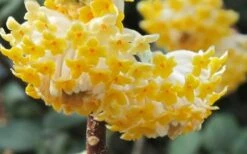 Winter Gold Edgeworthia Chrysantha (Paper Bush) - 1 Gallon Pot -Garden Plant Shop Edgeworthia Paper Bush 1