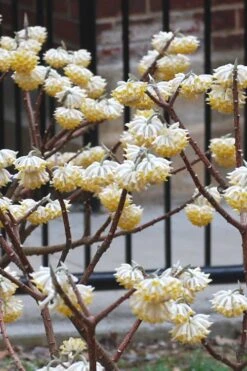 Snow Cream Edgeworthia Paper Bush - 5 Gallon -Garden Plant Shop Edgeworthia Snow Cream 4 1