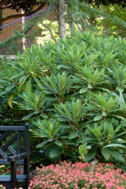 Snow Cream Edgeworthia Paper Bush - 3 Gallon -Garden Plant Shop Edgeworthia Snow Cream 7