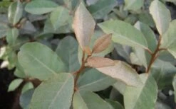 Fruitland Elaeagnus (Silverberry) - 1 Gallon Pot -Garden Plant Shop Elaeagnus Fruitland Leaves