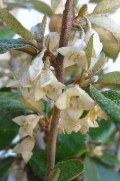 Glen St. Mary Silverberry (Elaeagnus Pungens) - 7 Gallon Pot 9 Glen St. Mary Silverberry (Elaeagnus Pungens) - 7 Gallon Pot -Garden Plant Shop Elaeagnus Glen St Mary Flowers