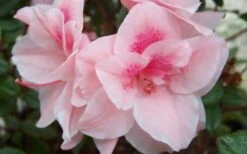 Autumn Belle Encore Azalea - 6 Pack Of 1 Gallon Pots -Garden Plant Shop Encore Azalea Autumn Belle 1