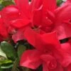 Autumn Bonfire Encore Azalea - 6 Pack Of 1 Gallon Pots