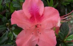 Autumn Coral Encore Azalea - 1 Gallon Pot -Garden Plant Shop Encore Azalea Autumn Coral