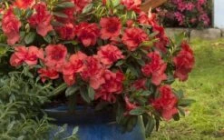 Autumn Embers Encore Azalea - 2 Gallon 11 Autumn Embers Encore Azalea - 2 Gallon -Garden Plant Shop Encore Azalea Autumn Embers 3 50 1