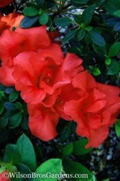 Autumn Embers Encore Azalea - 6 Pack Of 1 Gallon Pots -Garden Plant Shop Encore Azalea Autumn Embers 500x750 1