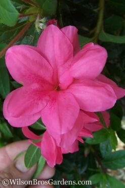 Autumn Empress Encore Azalea - 6 Pack Of 1 Gallon Pots