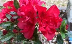 Autumn Fire Encore Azalea - 1 Gallon Pot 9 Autumn Fire Encore Azalea - 1 Gallon Pot -Garden Plant Shop Encore Azalea Autumn Fire 10