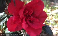 Autumn Fire Encore Azalea - 1 Gallon Pot 10 Autumn Fire Encore Azalea - 1 Gallon Pot -Garden Plant Shop Encore Azalea Autumn Fire WB