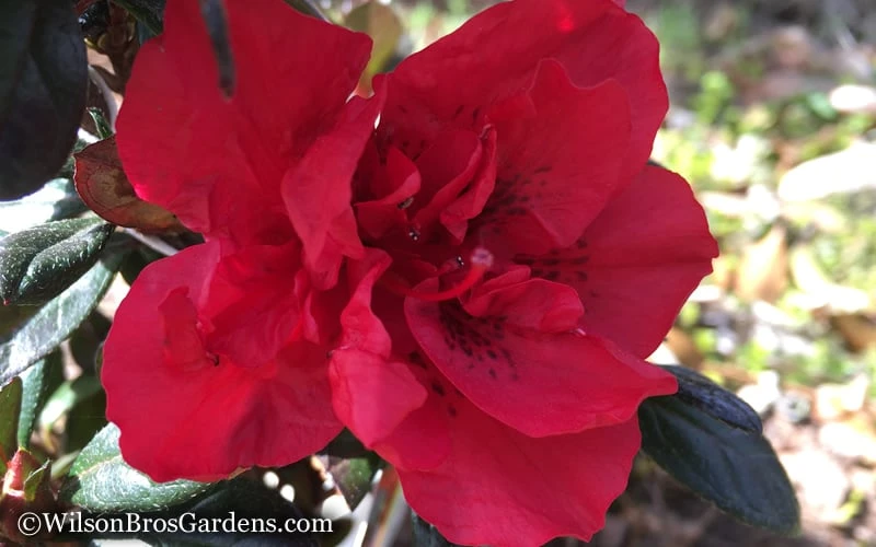 Autumn Fire Encore Azalea - 1 Gallon Pot 5 Autumn Fire Encore Azalea - 1 Gallon Pot - Image 5