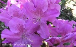 Autumn Lilac Encore Azalea - 6 Pack Of 1 Gallon Pots -Garden Plant Shop Encore Azalea Autumn Lilac 7 2