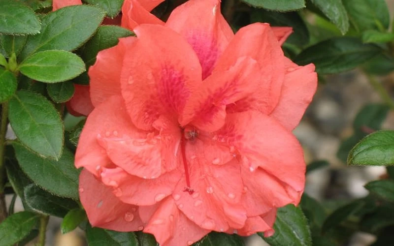 Autumn Monarch Encore Azalea - 3 Gallon Pot 4 Autumn Monarch Encore Azalea - 3 Gallon Pot - Image 4