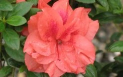 Autumn Monarch Encore Azalea - 1 Gallon Pot -Garden Plant Shop Encore Azalea Autumn Monarch 4 50