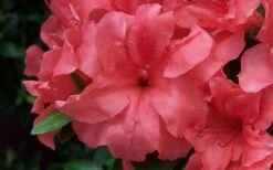 Autumn Princess Encore Azalea - 1 Gallon Pot -Garden Plant Shop Encore Azalea Autumn Princess