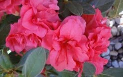 Autumn Rouge Encore Azalea - 1 Gallon Pot -Garden Plant Shop Encore Azalea Autumn Rouge 5