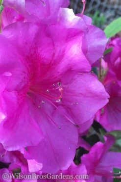 Autumn Royalty Encore Azalea - 1 Gallon Pot