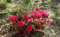 Autumn Ruby Encore Azalea - 3 Gallon Pot -Garden Plant Shop Encore Azalea Autumn Ruby 5